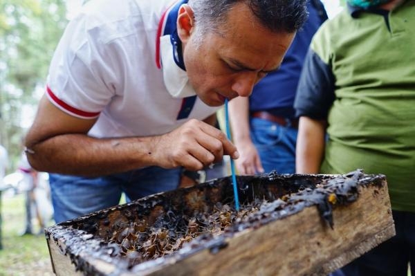 Pengalaman Wagub Sumut Minum Madu Asli Langsung dari Sarangnya